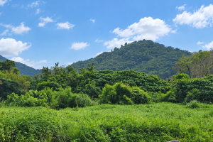 粉嶺獅頭嶺村村屋風水報告範本｜九運理氣與山環水抱格局全解析